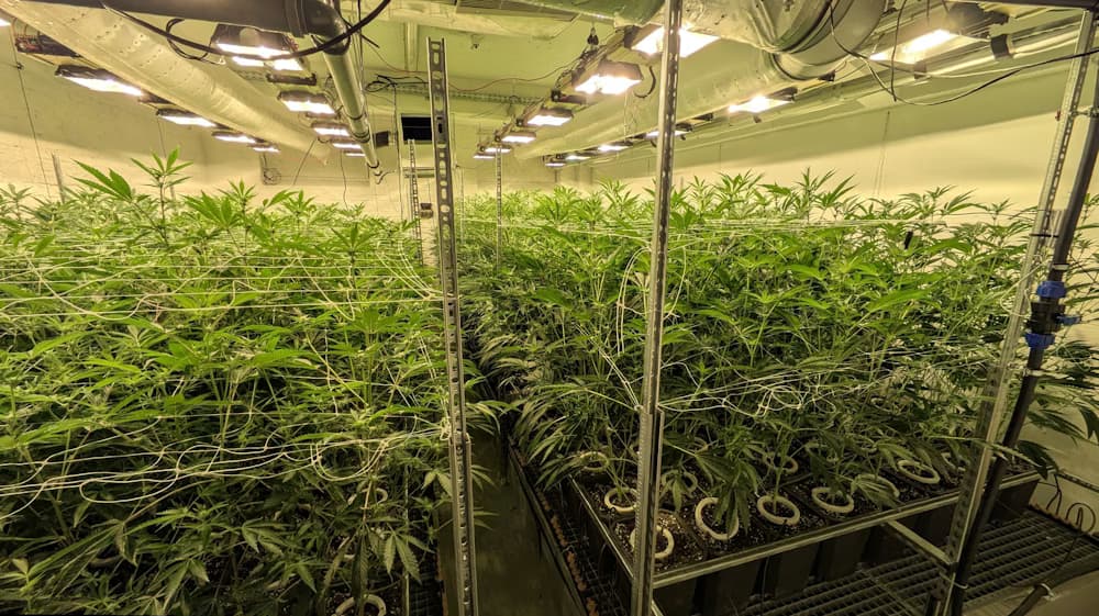 KSTA-Artikel: Cannabis-Anbauverein freut sich auf die erste Ernte