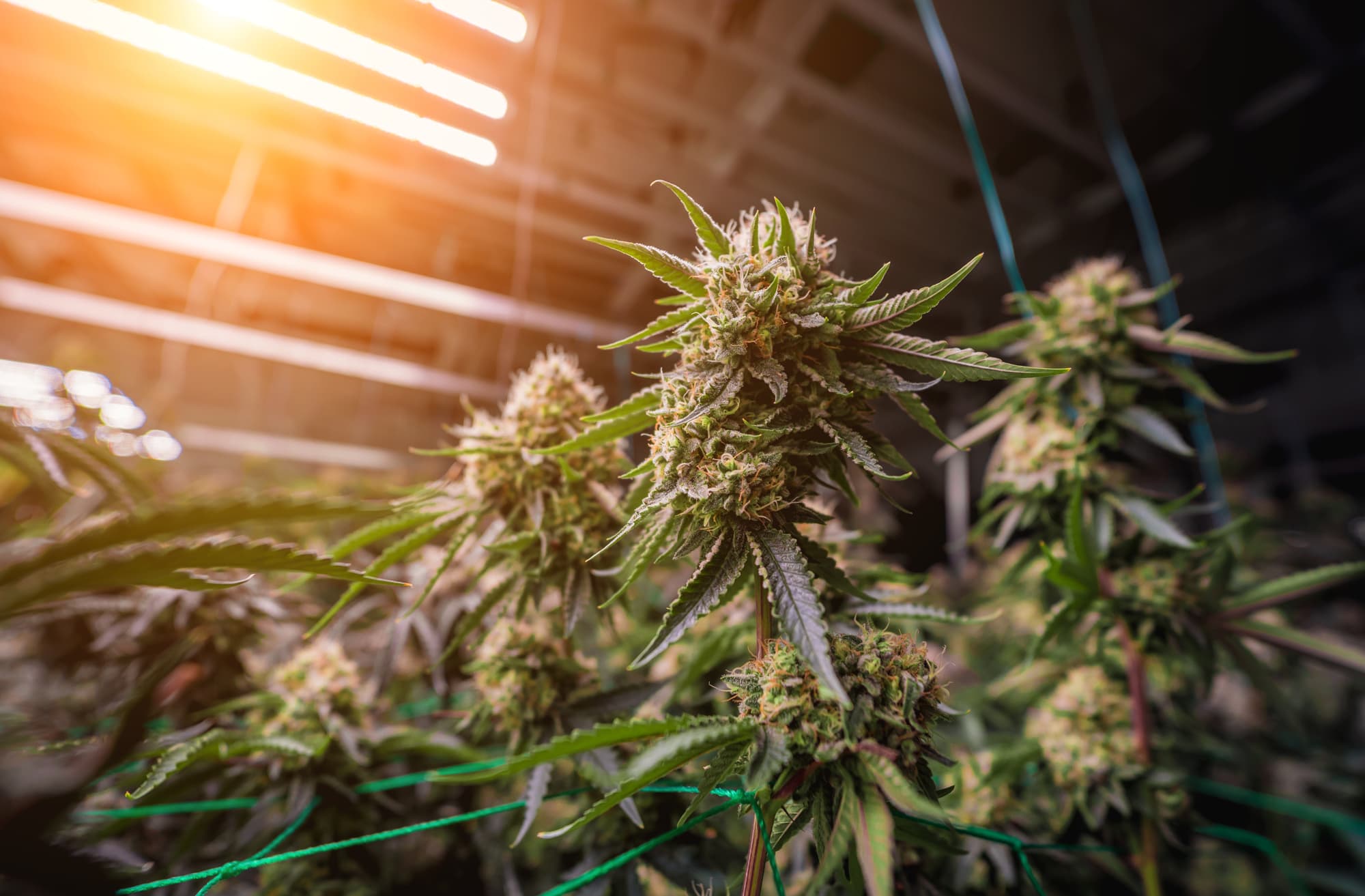 CANNEU: Die Cannabis-Gemeinschaft in Euskirchen CANNEU: Die Cannabis-Gemeinschaft in Euskirchen